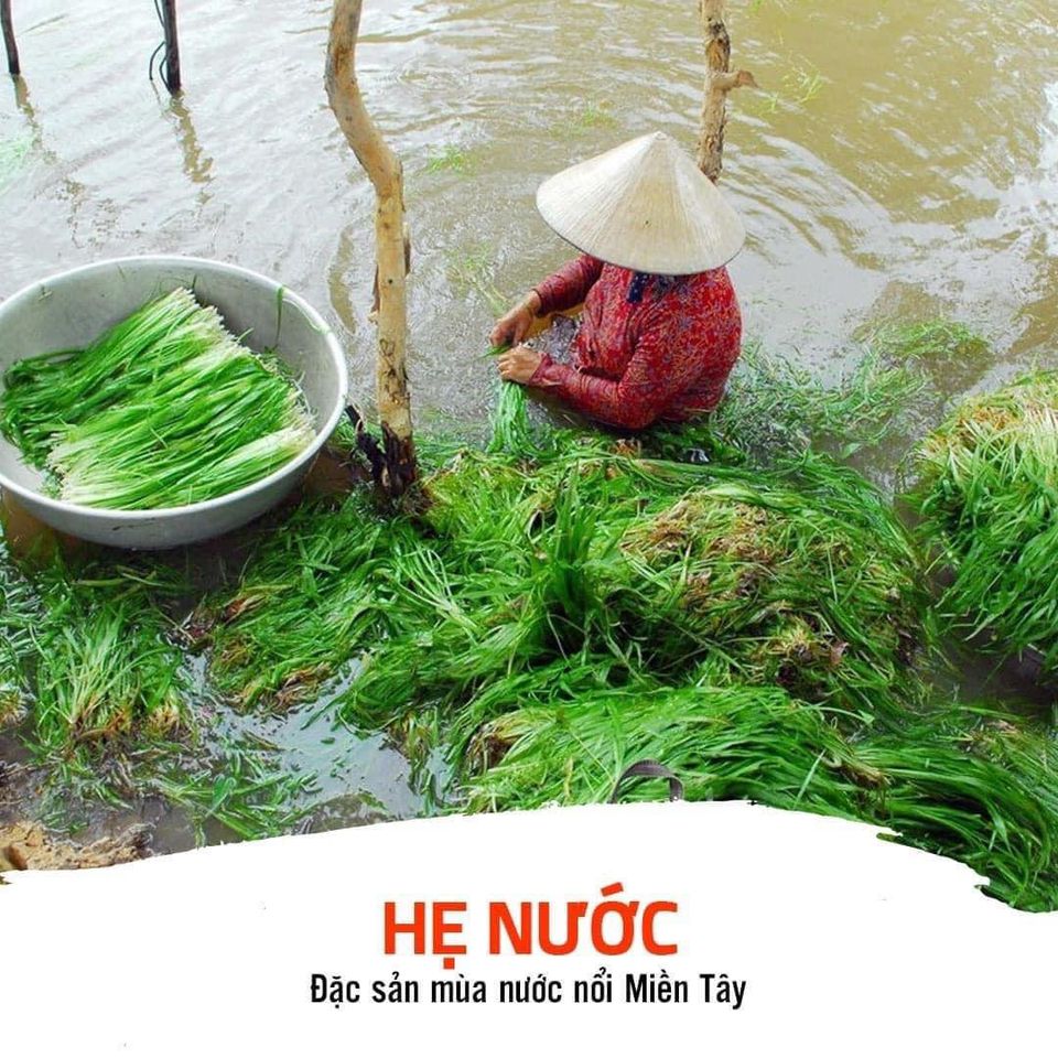 hẹ nước